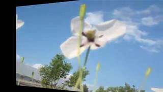 Mark Knopfler, Daddy`s Gone To Knoxville