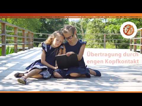 Kopfläuse-Ansteckung: Wie bekommt man Läuse? Wege der Läuse-Übertragung in Schule und Kindergarten