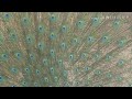 Moriya Aacho Bolyo Re Dhalti Rat M Rajasthani Song