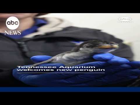 Tennessee Aquarium welcomes new penguin