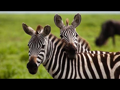 HD African Wildlife Documentary Film National Park, Zimbabwe, Africa 5k animals