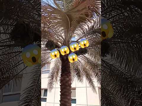 🔥 Daripontothundu DJ Song 💃 Viral Folk Beat | Trending South Indian Dance Song 2025 #shorts #short