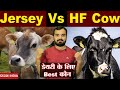 Jersey Cow Vs HF Cow | डेयरी फार्म के लिए कौन सी गाय सही ? | Best Co