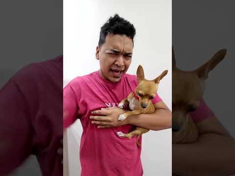 EL PERRITO INTELIGENTE