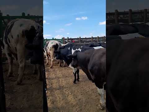 Touros de luxo  na feira do gado do alto Sertão Monte Alegre Sergipe