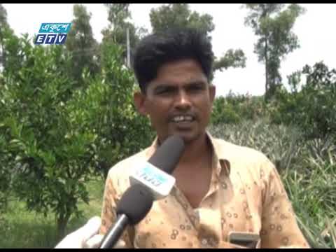 মাল্টা চাষে বেশ সফলতা পেয়েছেন ফুলবাড়িয়ার আইউব আলী