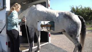 How to Teach Your Horse to Walk Into the Trailer on its own