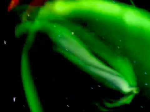 Schtimm. Endore (VJ)