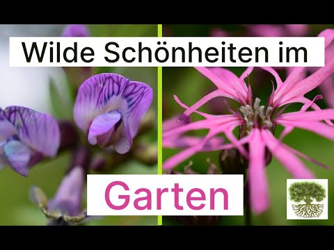Wertvolle Wildpflanzen in den Garten holen - auf ganz natürliche Weise ohne Samenkaufen und Kosten