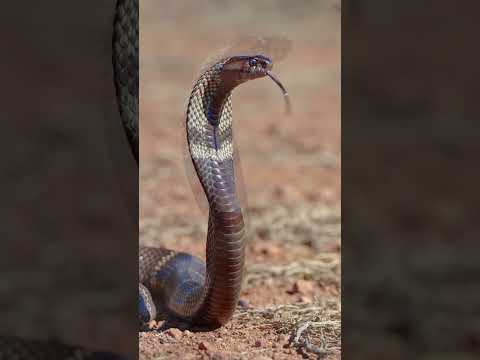 "Zebra Spitting Cobra"(Naja nigricincta) #ai #artist #snake #cobra #animation #wildlife #youtube