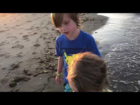 Emoem visits ocean beach in New Brunswick Canada