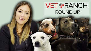 DOG CHEWS OWN LEG OFF TO SURVIVE!!—This week on Vet Ranch RoundUp! by Vet Ranch