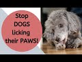 How To Stop My Dog Licking Their Paws