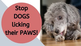 How to stop my dog licking their paws