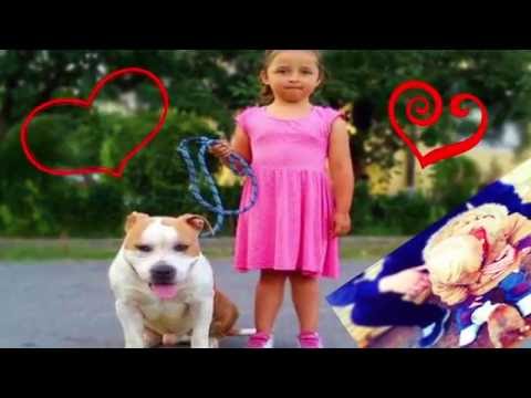 Boora ft. Sonja - Pitbull Stafford