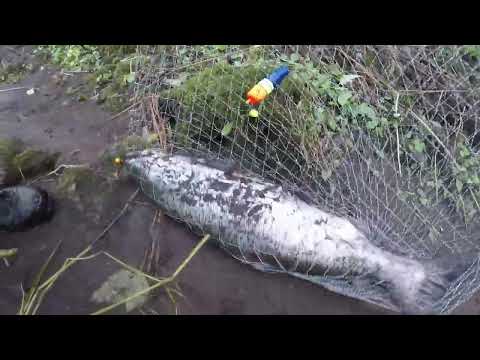 Got a Fall-King Salmon!