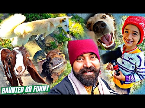 Haunted (भूतिया) Area Moti Aur Mithu Fir Se Gye😟💘 | Buffalo Baby Growing Up💕 | Dog Vlogs In Hindi💕 |