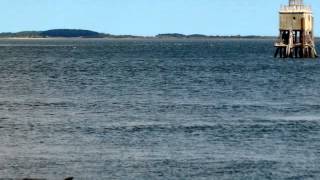 preview picture of video 'Dolphins Firth Of Tay Scotland'