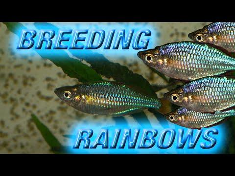 BREEDING DWARF NEON RAINBOWS (Praecox)