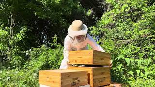 Episode 105 - Beehive Honey Super addition