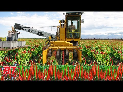 AMAZING MODERN CHILLI AGRICULTURE