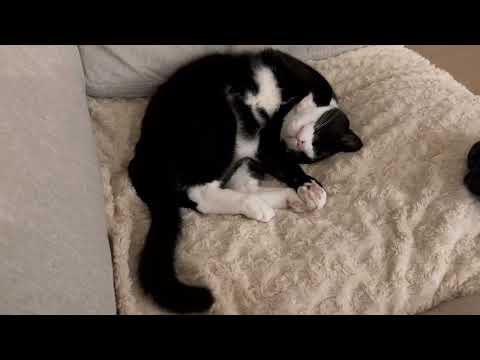 잠자는 턱시도 고양이 한 접시