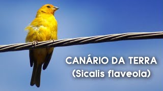 CANÁRIO DA TERRA SOLTO CANTANDO NA NATUREZA!