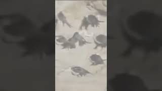 Download lagu walet goa mp3 Download lagu walet goa mp3