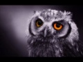 The Night Owls (Little River Band) 