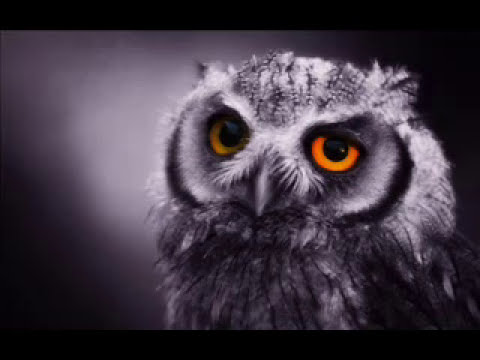 Video thumbnail for The Night Owls