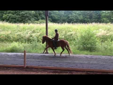 Skorri vom Grenzland-Verkaufspferd-Grenzlandhof-Isihammer 2016