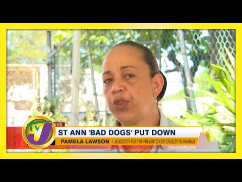 St. Ann 'Bad Dogs' Put Down November 28 2020