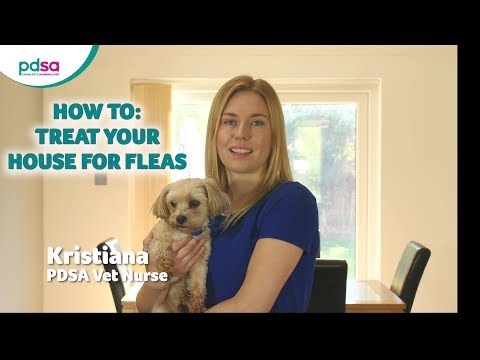 How To Treat Your House For Fleas: PDSA Petwise Pet Health Hub