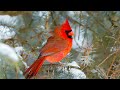 Peaceful Instrumental Christmas Music: Relaxing  music "Hark! The Herald Angels Sing" Tim Janis