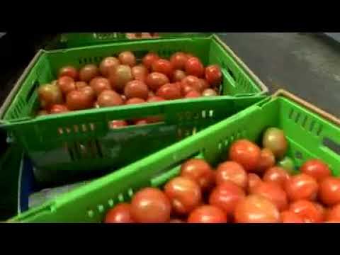 Tomato Packing Systems & Sorting Machines