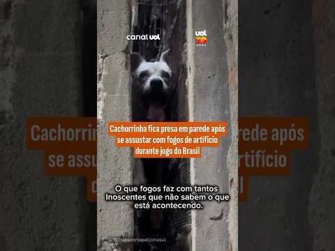 Cachorrinha fica presa em parede após se assustar com fogos de artifício durante jogo do Brasil