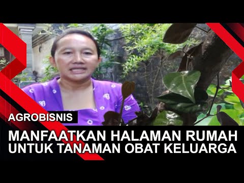 MANFAATKAN HALAMAN RUMAH UNTUK TANAMAN OBAT KELUARGA | AGROBISNIS