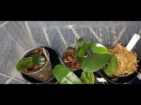 Heat pad in Container to Grow Orchid Babies: Trial