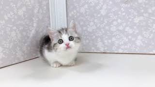 ミヌエットの動画01