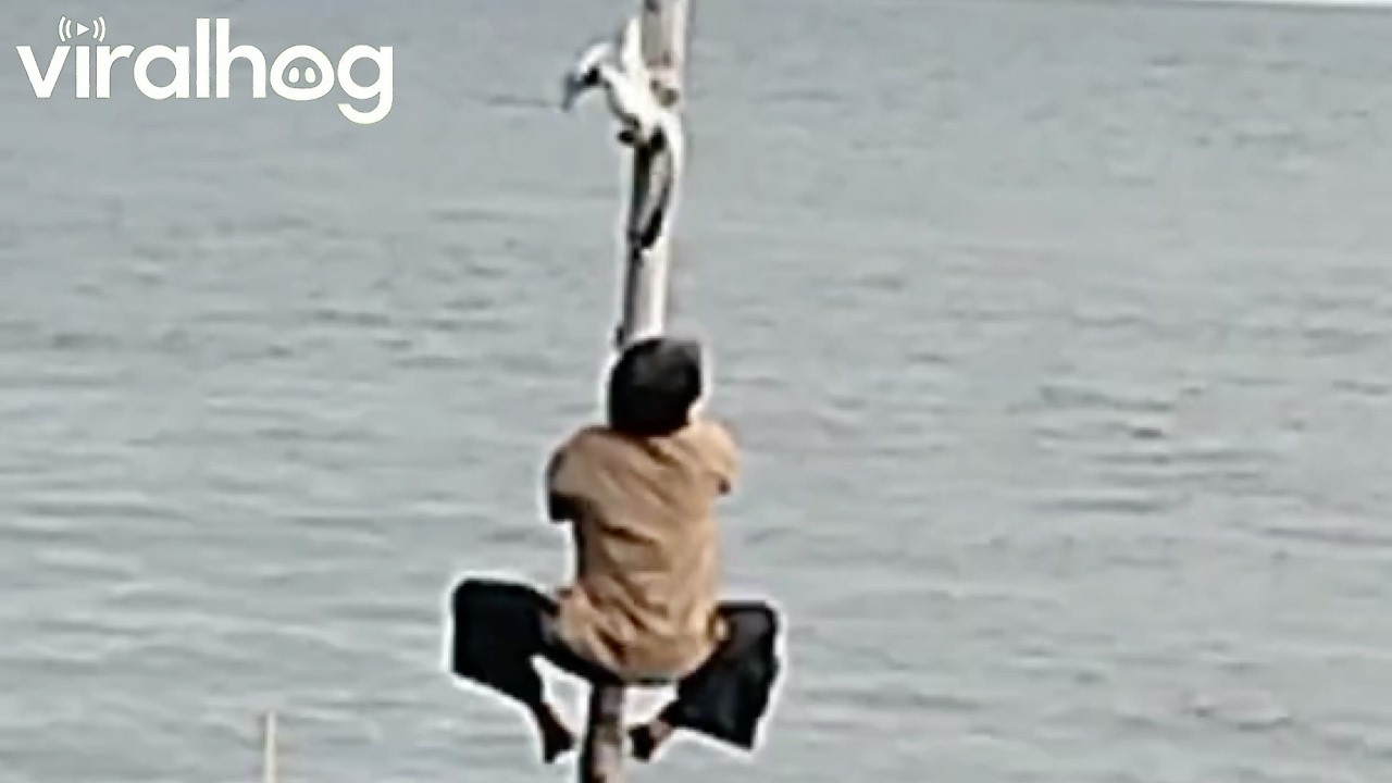 Man Climbs Pole to Save Stuck Seagull || ViralHog