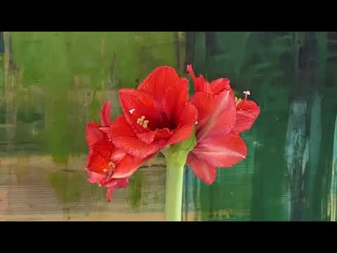 Gottes Gabe ist das Leben