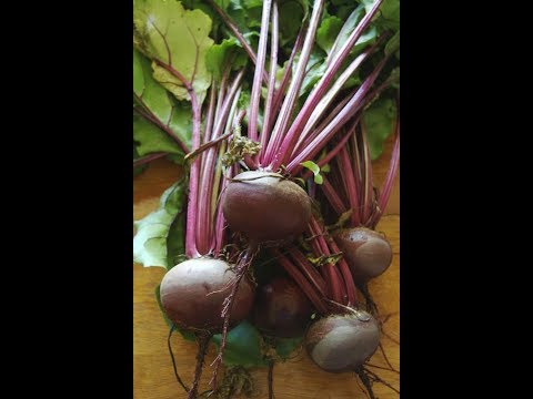 Best Borscht Soup - Recipe