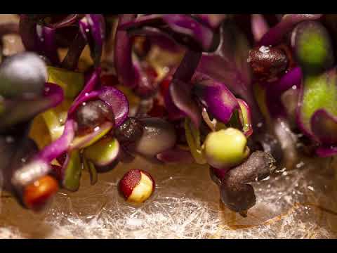 Hamama - Refreshing Cabbage - Peel Day - Macro Time Lapse - 20200731 - One Minute Cut