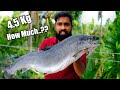 4.5 Kg Salmon Cooking In Kerala Village  / സാൽമൺ കേരളത്തിലും കിട്ടും മ