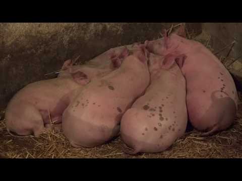 Reč struke ep. 143 09.01.2018. NAJAVA