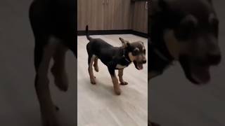 Download lagu Puppy Loves Bluegrass Music mp3