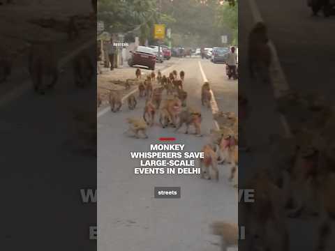 Monkey whisperers save large-scale events in Delhi