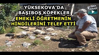 Yüksekova'da başıboş köpekler emekli öğretmenin hindilerini telef etti
