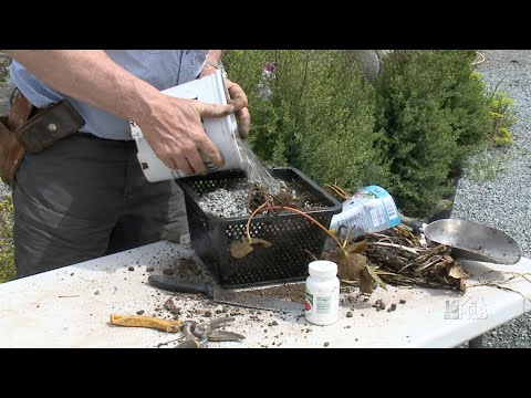 Re-Planting Lily Pads