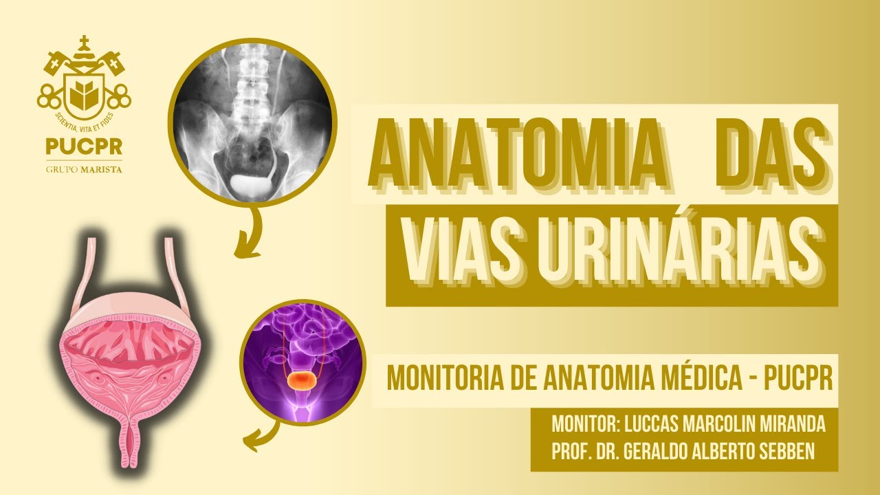 Vias Urinárias e Bexiga - Monitoria de Anatomia Médica PUCPR